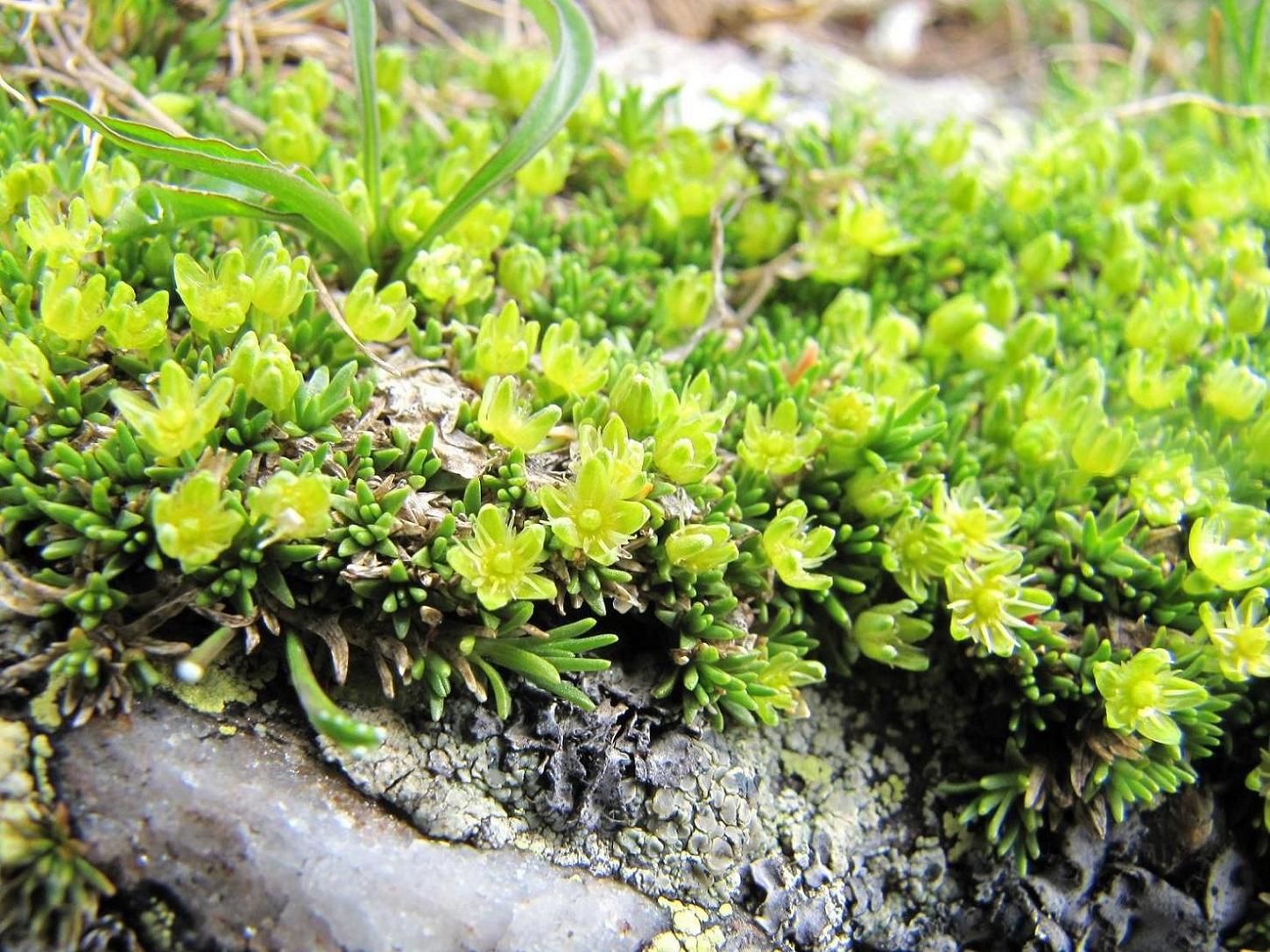 Cherleria (=Minuartia) sedoides / Minuartia sedoide